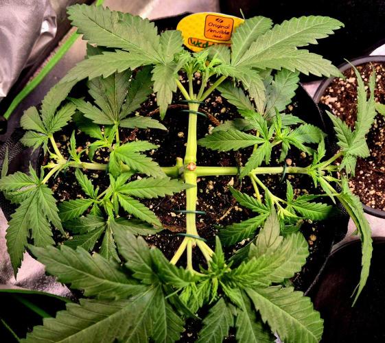 Wedding Cake (CCG) Sensible Seeds. Week 6