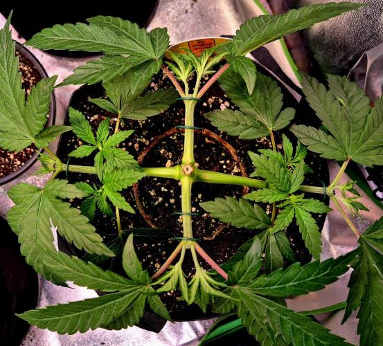 Purple overload (CCG) Sensible Seeds. Week 6