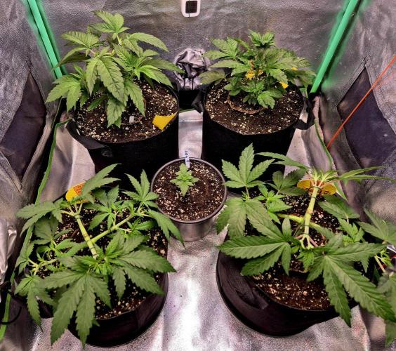 Purple overload (CCG) Sensible Seeds. Week 6