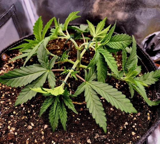 Blue Zushi Dutch Passion. Week 3