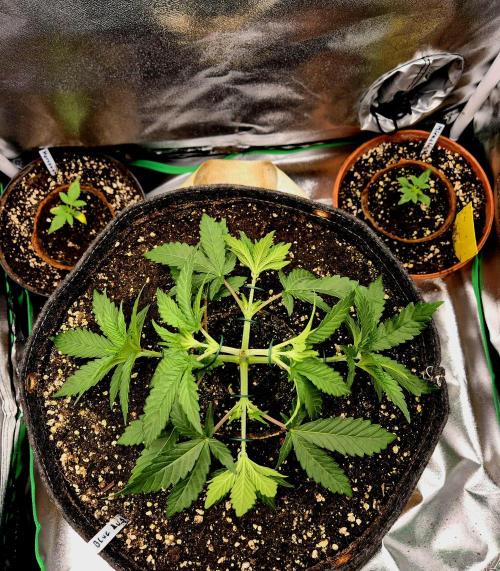 Blue Zushi Dutch Passion. Week 3