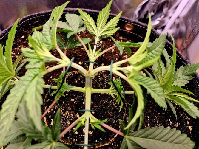 Blue Zushi Dutch Passion. Week 3