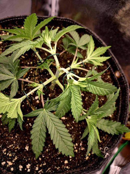 Blue Zushi Dutch Passion. Week 3