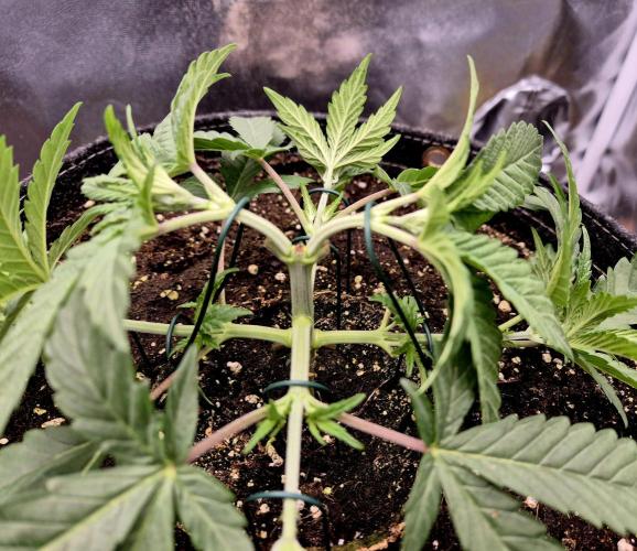 Blue Zushi. Week 3