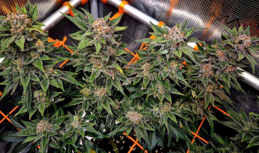 F026 - The Tropical Ice Cream One (USA). Week 16
