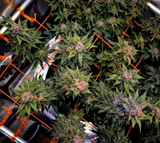 F026 - The Tropical Ice Cream One (USA). Week 16