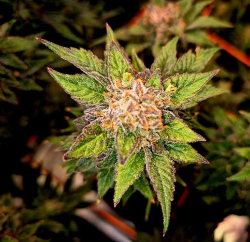 F026 - The Tropical Ice Cream One (USA). Week 16