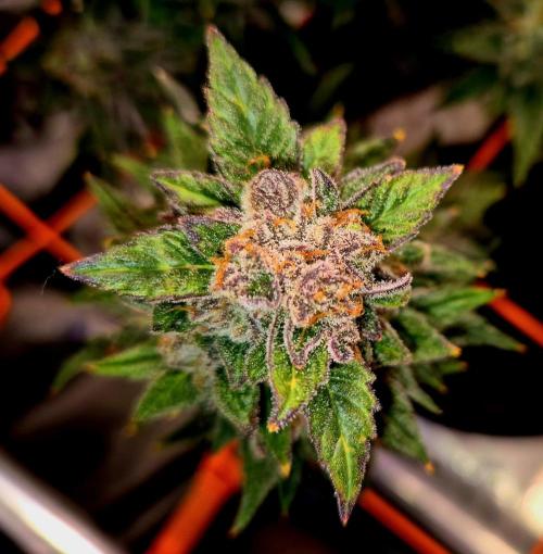 F026 - The Tropical Ice Cream One (USA). Week 16