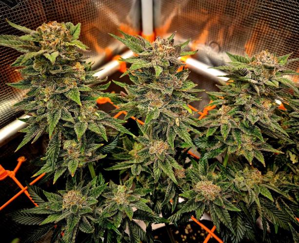 F026 - The Tropical Ice Cream One (USA). Week 16