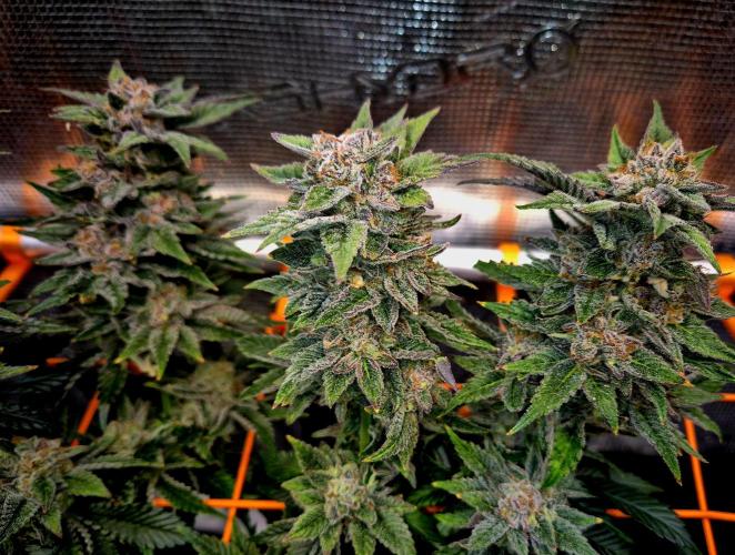 F026 - The Tropical Ice Cream One (USA). Week 16