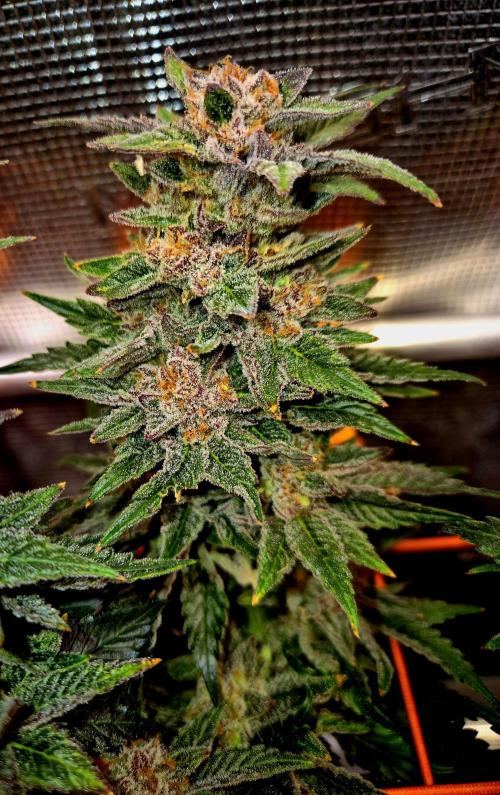 F026 - The Tropical Ice Cream One (USA). Week 16