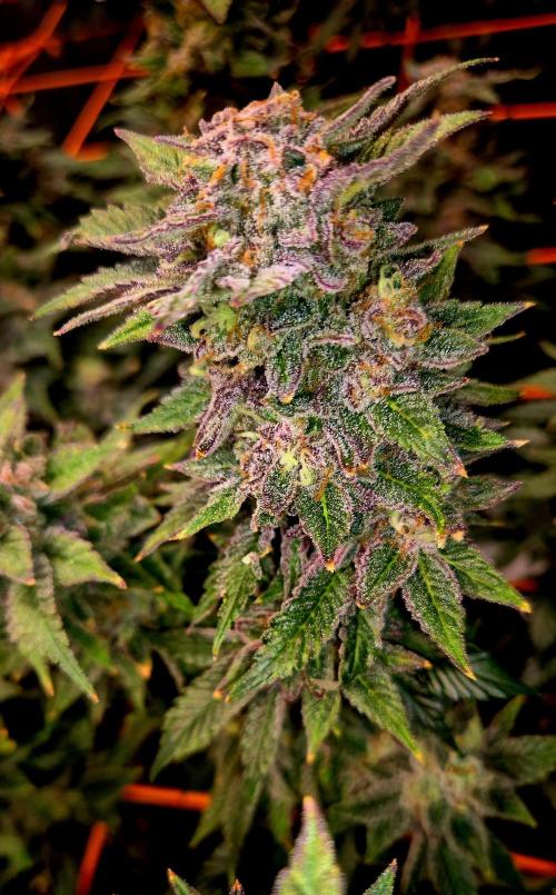 The tropical ice cream one. Week 16