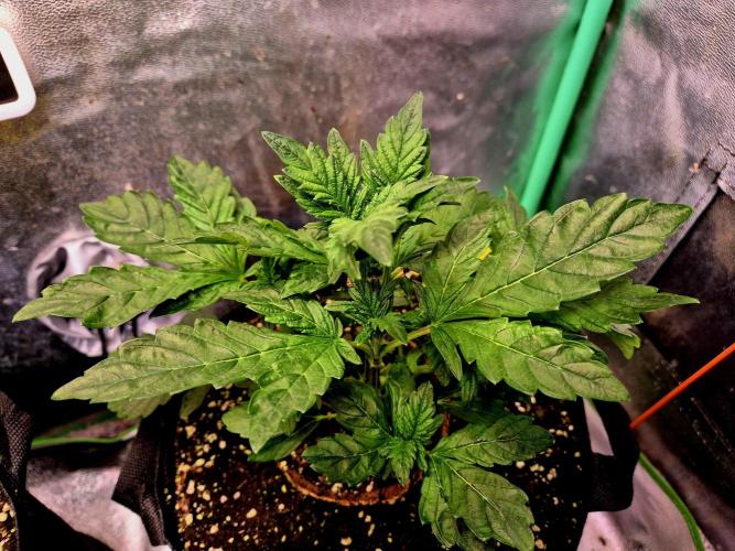 Papaya Stank (Elfi). Week 5