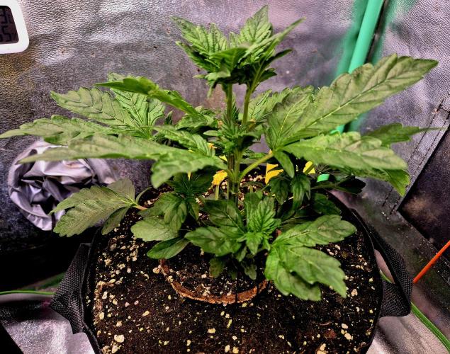 Papaya Stank (Elfi). Week 5