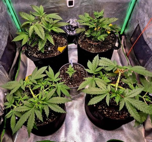 Papaya Stank (Elfi). Week 5
