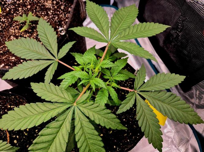 Mental Rainbow (CCG) Sweet Seeds. Week 3