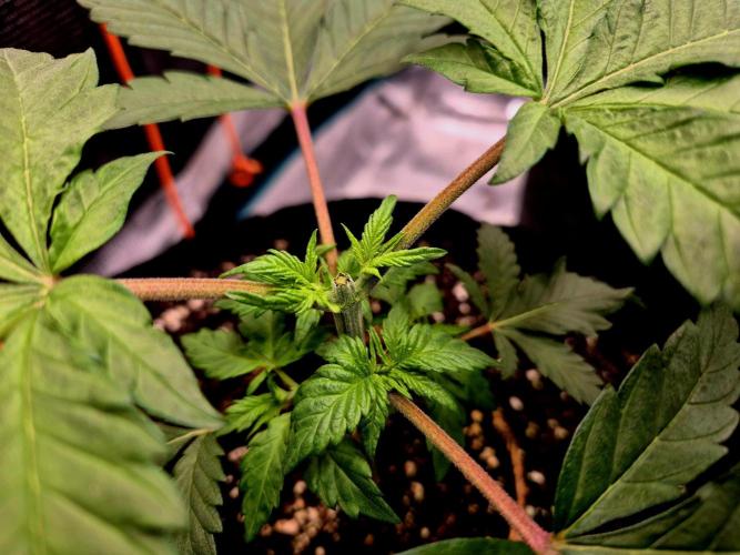 2nd chance. Week 3 - Topping 14.06.