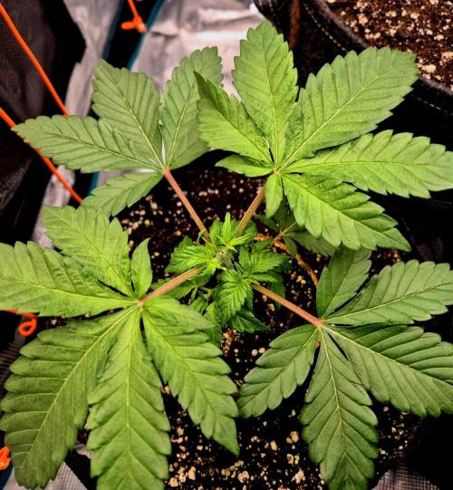 2nd chance. Week 3
