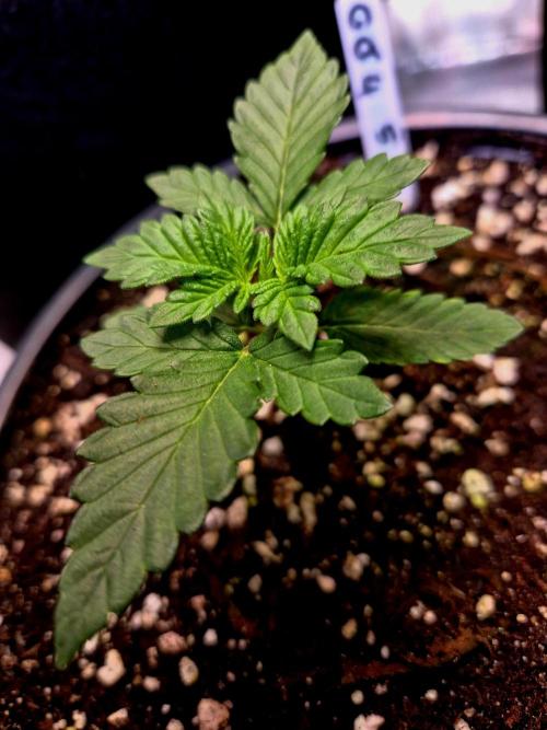 Fast buds (mini grow). Week 2