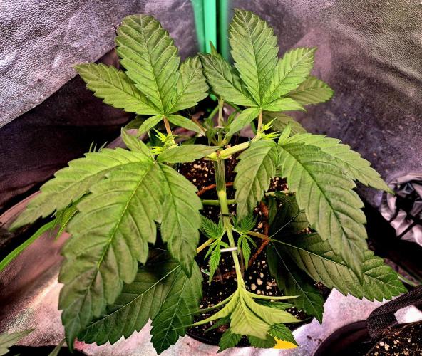 Pink Rozay Original Sensible Seeds. Week 6
