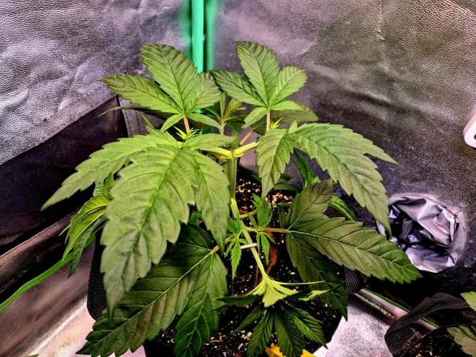 Pink Rozay Original Sensible Seeds. Week 6