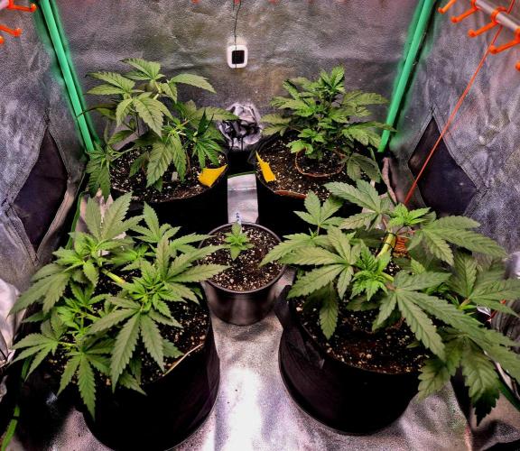 Pink Rozay. Week 6