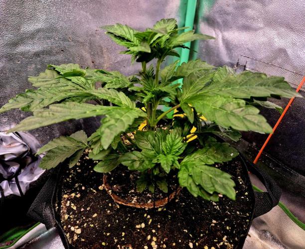 Papaya Stank (Elfi). Week 6