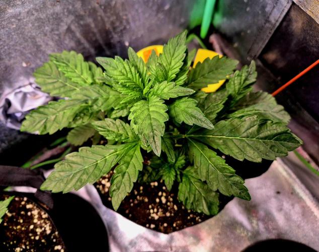 Papaya Stank (Elfi). Week 6