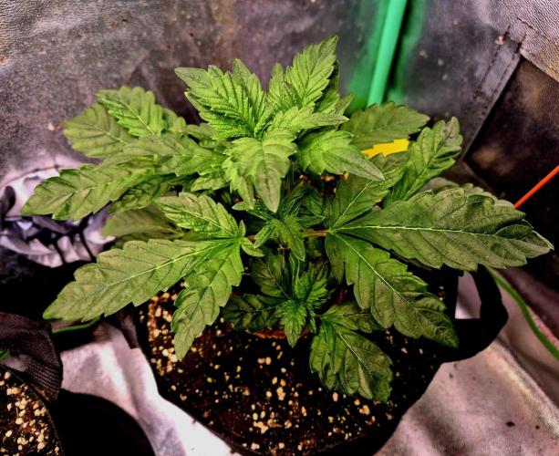 Papaya Stank (Elfi). Week 6