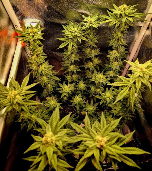 F027 - The Gassy one (USA Genetic '26). Week 13