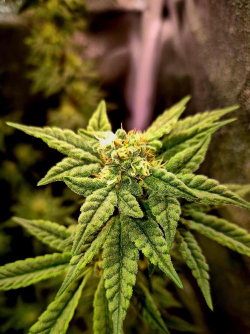 F027 - The Gassy one (USA Genetic '26). Week 13