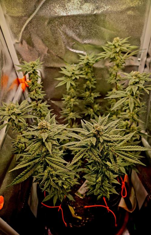 F027 - The Gassy one (USA Genetic '26). Week 13