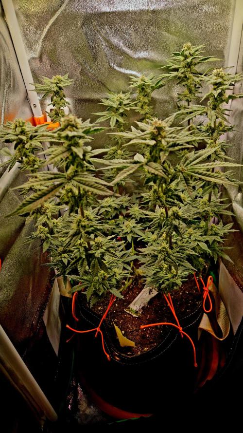 F027 - The Gassy one (USA Genetic '26). Week 13