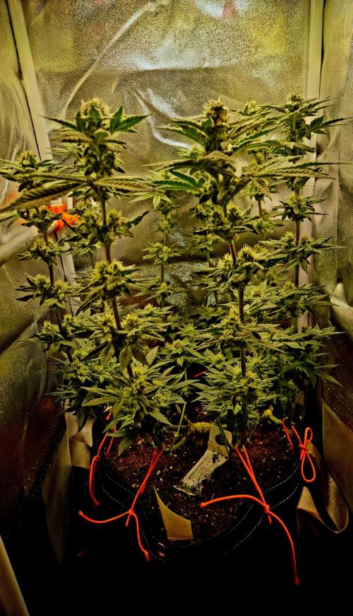 F027 - The Gassy one (USA Genetic '26). Week 13