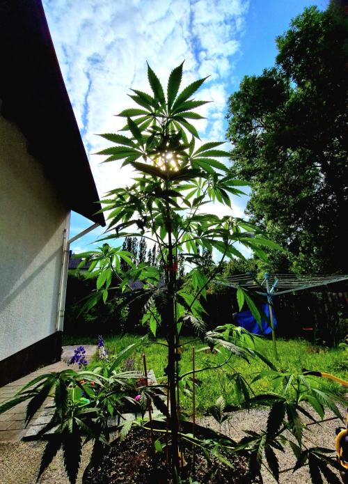 Garbage Lady (Big Mama). Week 11