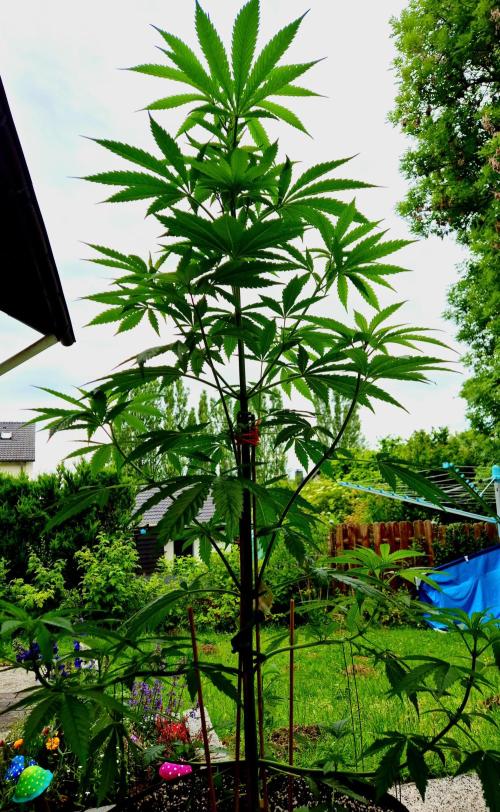 Garbage Lady (Big Mama). Week 11