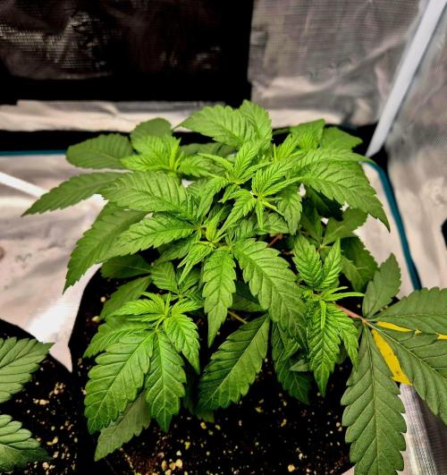 Mental Rainbow (CCG) Sweet Seeds. Week 4