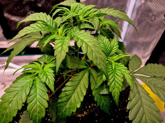 Mental Rainbow (CCG) Sweet Seeds. Week 4