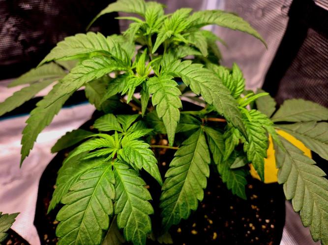 Mental Rainbow (CCG) Sweet Seeds. Week 4
