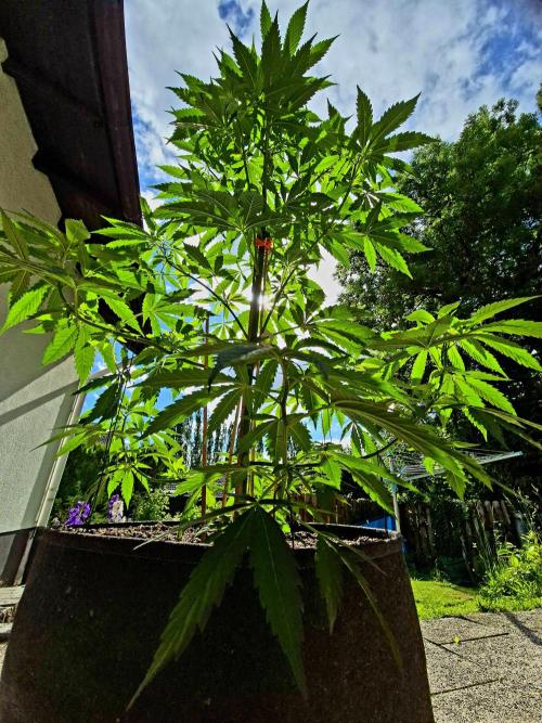 Garbage Lady (Big Mama). Week 12