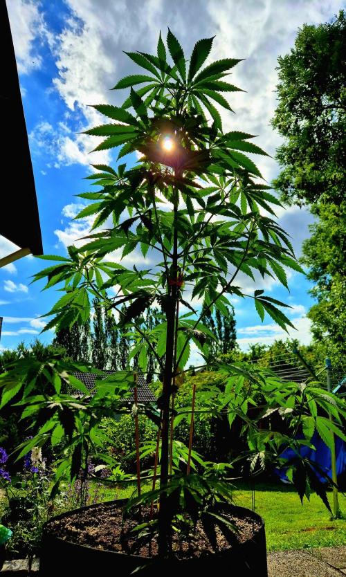 Garbage Lady (Big Mama). Week 12