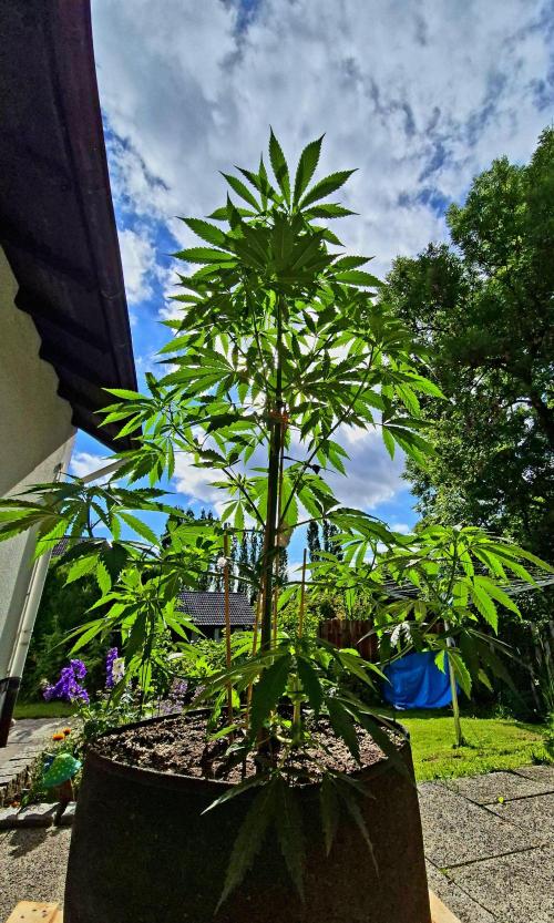 Garbage Lady (Big Mama). Week 12