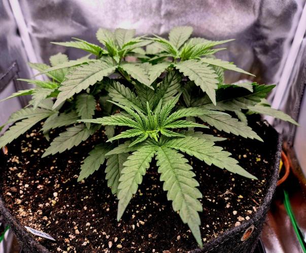 Blue Zushi Dutch Passion. Week 4