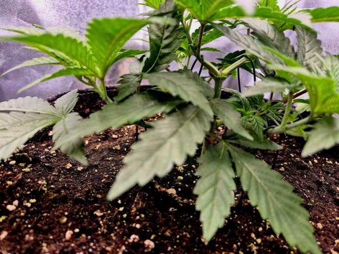 Blue Zushi Dutch Passion. Week 4
