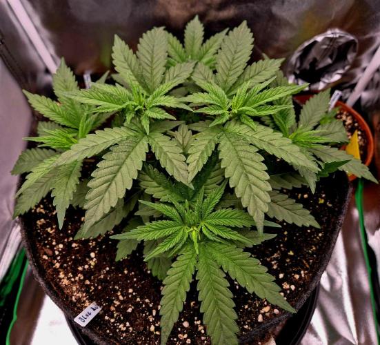 Blue Zushi Dutch Passion. Week 4
