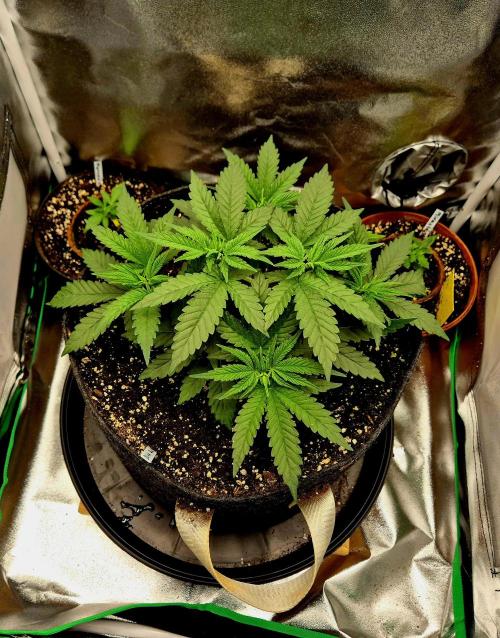 Blue Zushi Dutch Passion. Week 4
