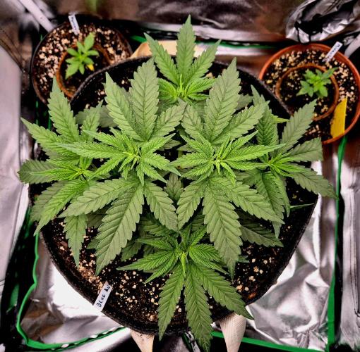 Blue Zushi Dutch Passion. Week 4