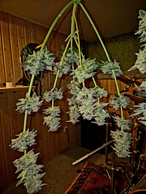 Rainbow Hitter. Week 17