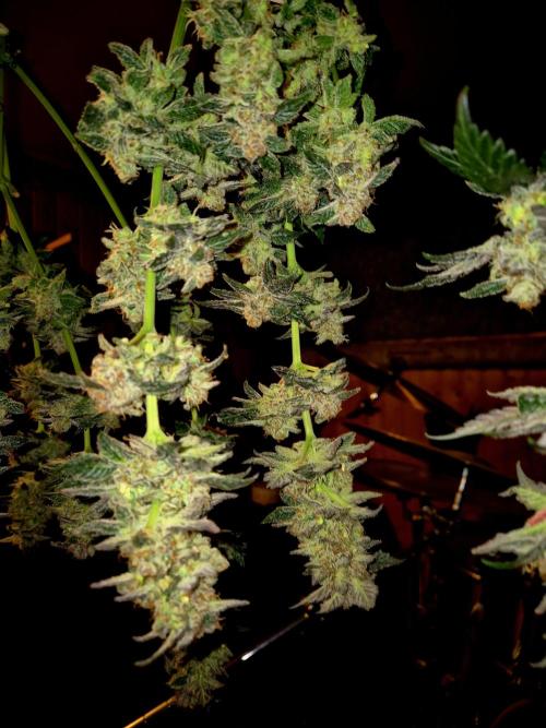 Rainbow Hitter. Week 17