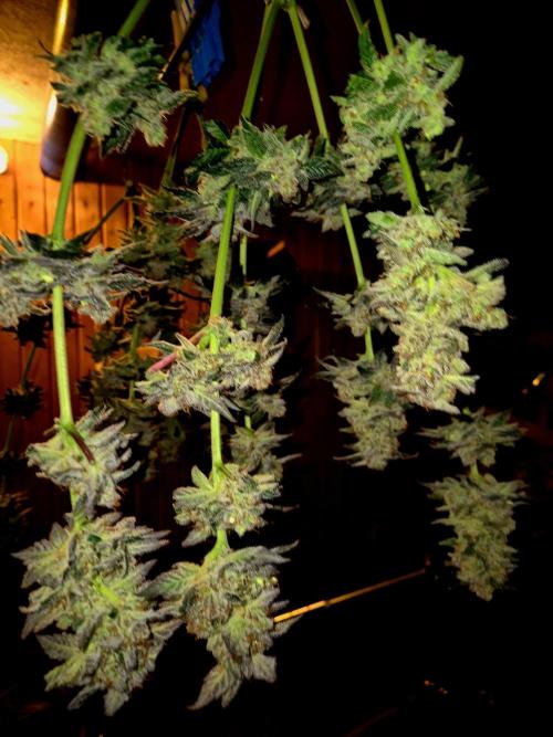 Rainbow Hitter. Week 17